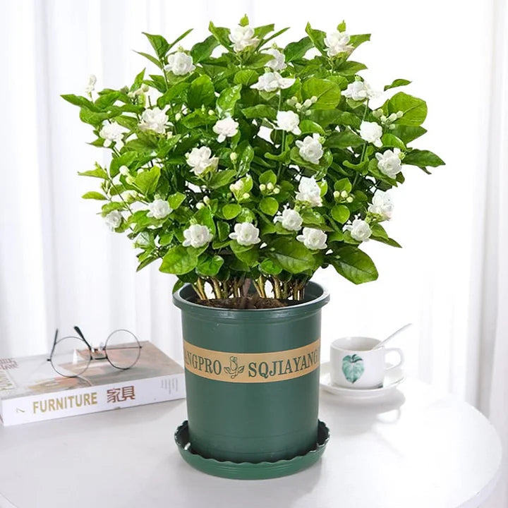 đ„LAST DAY Promotion 49% OFF đžBeautiful Jasmine Potted Plant(Can be planted in winter)