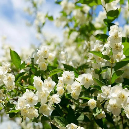 🔥LAST DAY Promotion 49% OFF 🌸Beautiful Jasmine Potted Plant(Can be planted in winter)