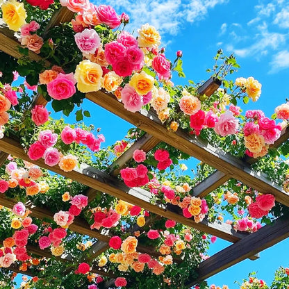 🌸✨SkyBloom Roses – Elegant Climbing Seeds🌹🌿-8QY1