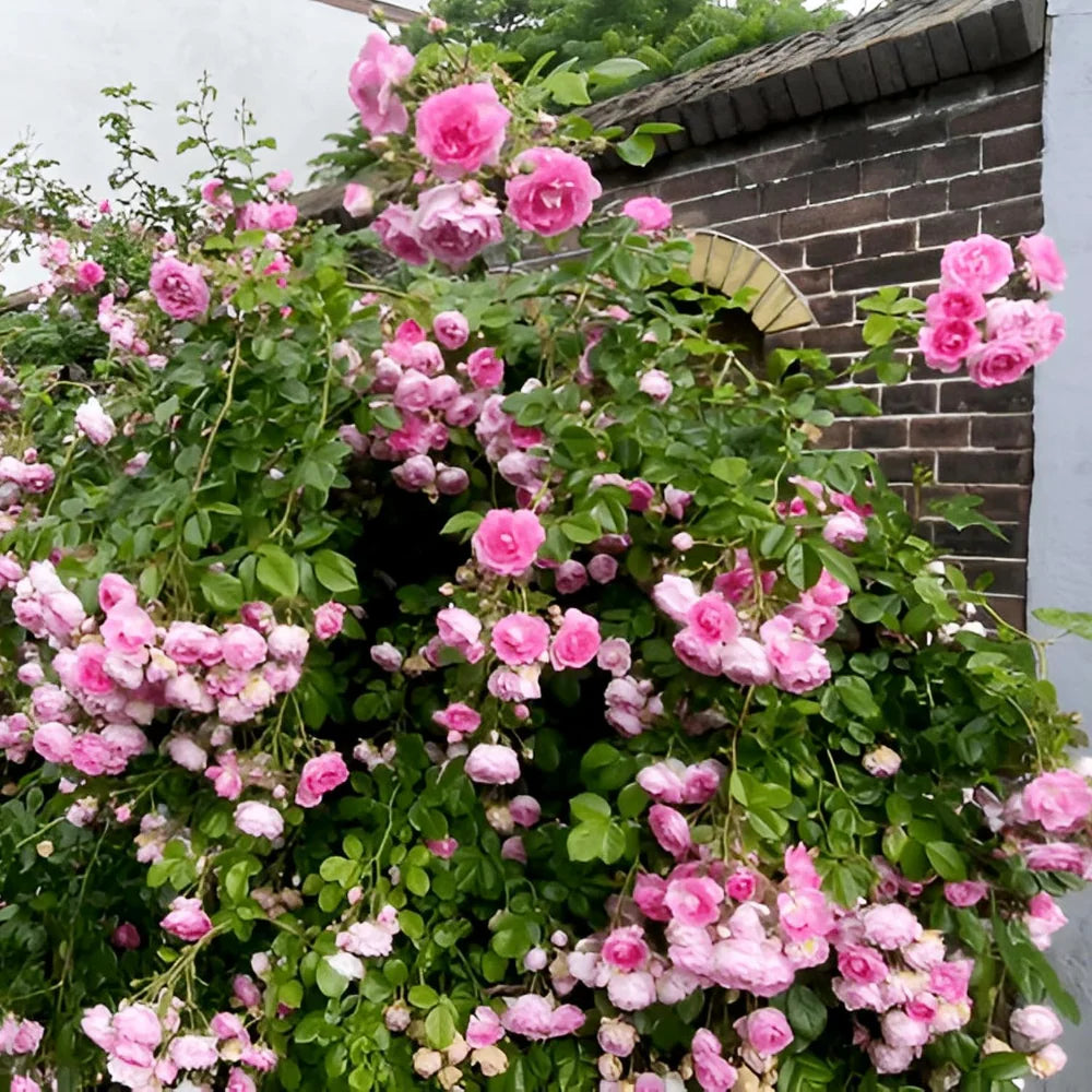🌸✨SkyBloom Roses – Elegant Climbing Seeds🌹🌿-8QY1