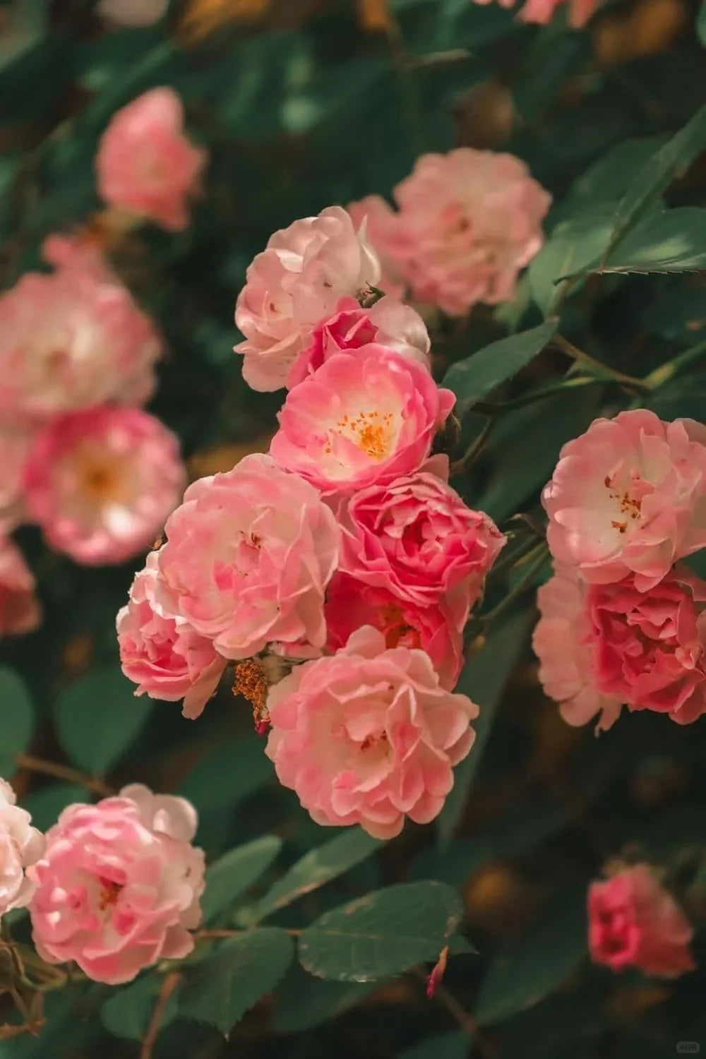 🌸✨SkyBloom Roses – Elegant Climbing Seeds🌹🌿-8QY1